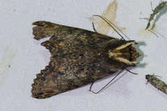 Stictopterinae