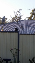 Corvus coronoides perplexus