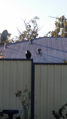 Corvus coronoides perplexus