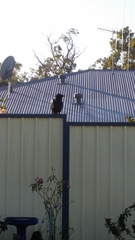 Corvus coronoides perplexus