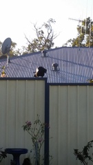 Corvus coronoides perplexus