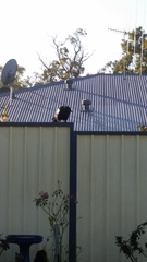 Corvus coronoides perplexus