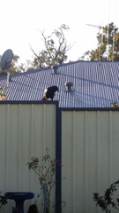 Corvus coronoides perplexus