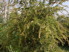 Punica granatum