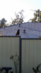 Corvus coronoides perplexus