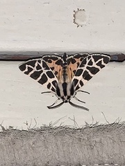 Apantesis nevadensis