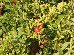 Punica granatum