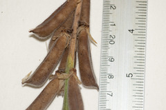 Crotalaria incana