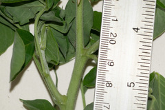 Crotalaria incana