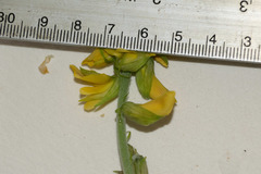 Crotalaria incana