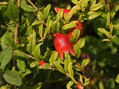 Punica granatum