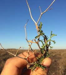 Hermannia grandiflora