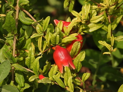 Punica granatum