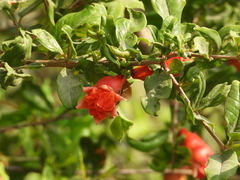 Punica granatum