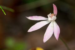 Caladenia fuscata