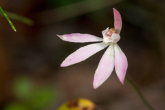 Caladenia fuscata
