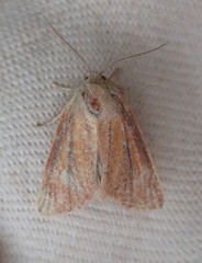 Denticucullus pygmina