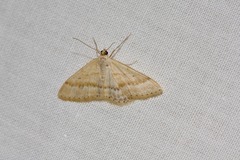 Scopula lydia