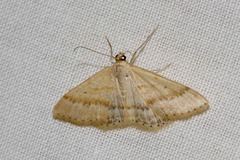 Scopula lydia