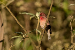 Carpodacus erythrinus