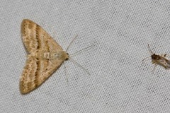 Scopula lydia