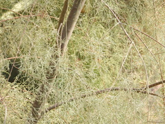 Tamarix aphylla