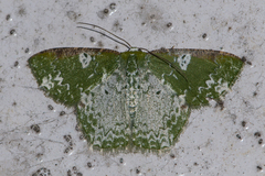 Eucyclodes albisparsa