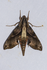 Eupanacra