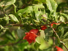 Punica granatum