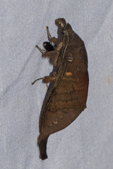 Suana concolor