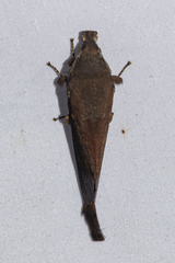 Suana concolor