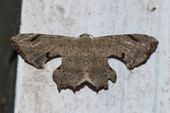 Dysaethria quadricaudata