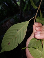 Chomelia tenuiflora