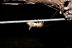 Hemiandrus bilobatus