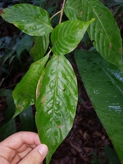 Chomelia tenuiflora