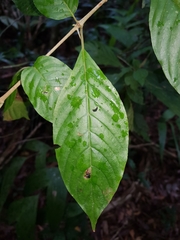 Chomelia tenuiflora