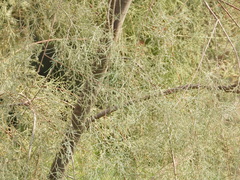 Tamarix aphylla