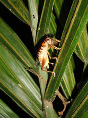 Hemiandrus merope