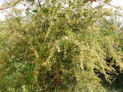 Punica granatum
