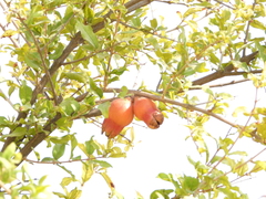 Punica granatum