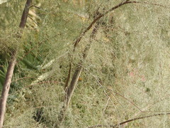 Tamarix aphylla