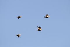 Pterocles orientalis