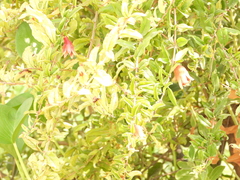 Punica granatum
