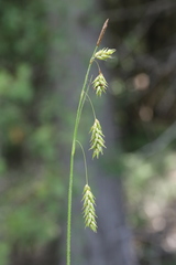 Carex castanea