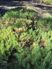 Suaeda australis