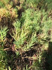 Suaeda australis