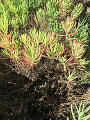 Suaeda australis