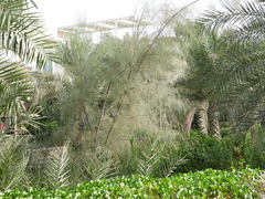 Tamarix aphylla