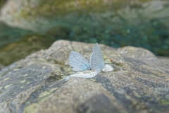 Celastrina oreas