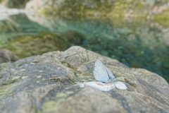 Celastrina oreas